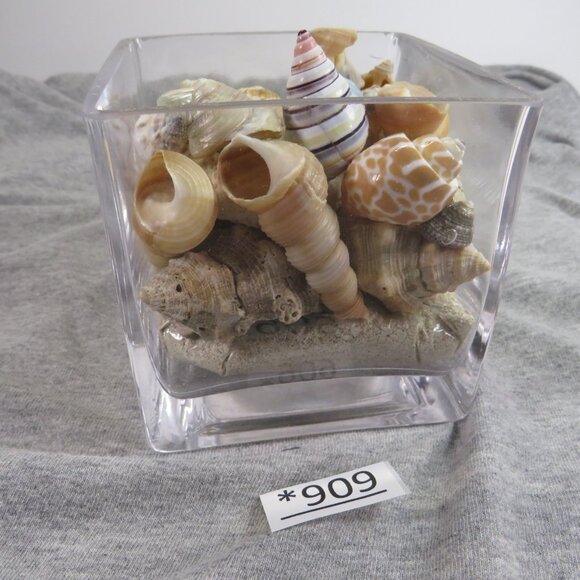 REAL Sea Shells in a Glass Square Vase and sand #10 Larger - Picture 2 of 13
